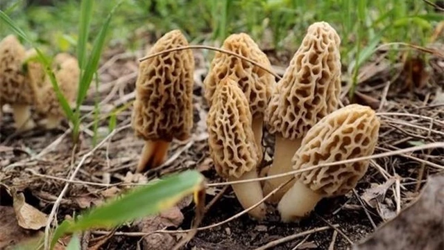 bai-viet/nam-bung-de-co-cong-dung-gi-doi-voi-suc-khoe.html