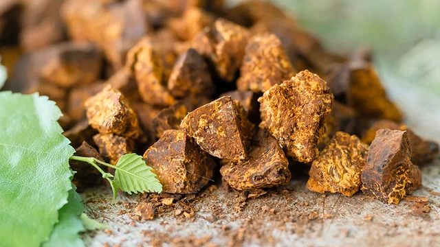 bai-viet/nam-chaga-de-duoc-bao-lau-huong-dan-bao-quan-nam-chaga-dung-cach.html