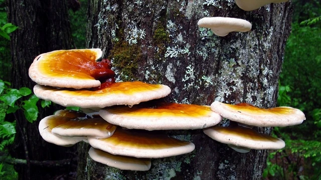 bai-viet/nam-lim-xanh-la-gi-nam-lim-xanh-gia-bao-nhieu-72946.html