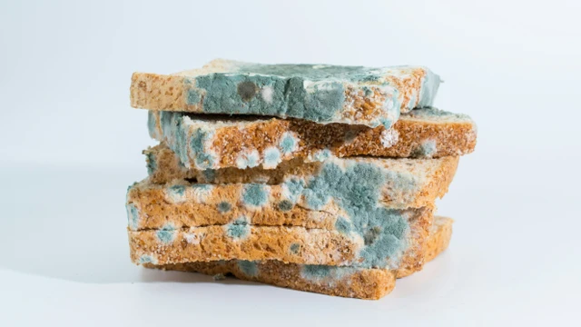 bai-viet/nam-moc-la-gi-tac-hai-cua-nam-moc-doi-voi-suc-khoe-con-nguoi.html