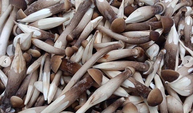 bai-viet/nam-moi-la-gi-cong-dung-cua-nam-moi-68156.html