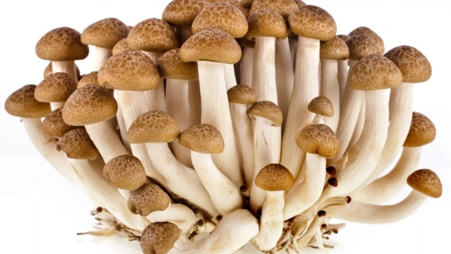 bai-viet/nam-ngoc-tam-cong-dung-va-cach-su-dung.html