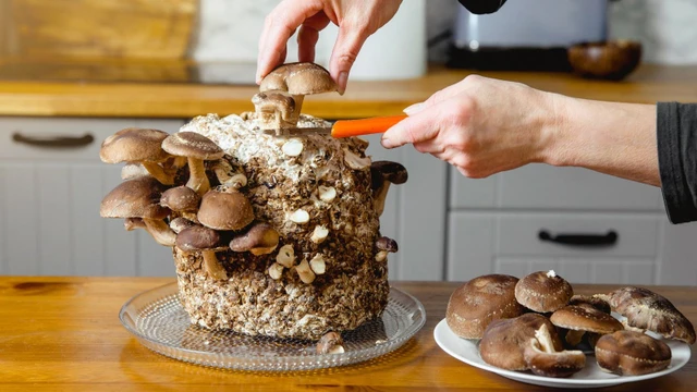 bai-viet/nam-shiitake-la-gi-nam-shiitake-co-tac-dung-gi-voi-suc-khoe.html