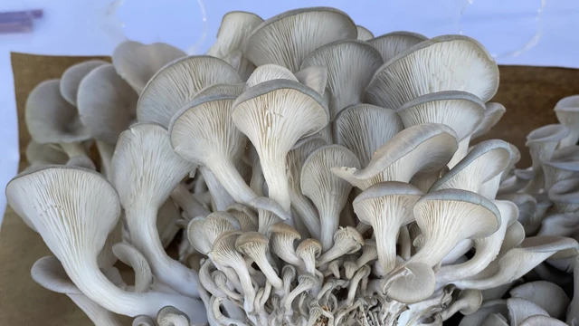 bai-viet/loi-ich-cua-nam-so-doi-voi-suc-khoe.html