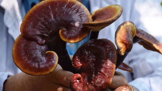 bai-viet/nen-hay-khong-khi-dung-nam-lim-xanh-chua-ung-thu-gan-cho-nguoi-benh.html