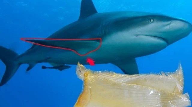 bai-viet/nen-uong-sun-vi-ca-map-hay-glucosamine-hai-san-pham-nay-co-gi-khac-nhau.html