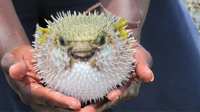 bai-viet/ngo-doc-ca-noc-thong-tin-quan-trong-it-nguoi-biet-55075.html