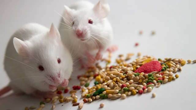 bai-viet/khi-bi-ngo-doc-thuoc-diet-chuot-phai-lam-sao.html