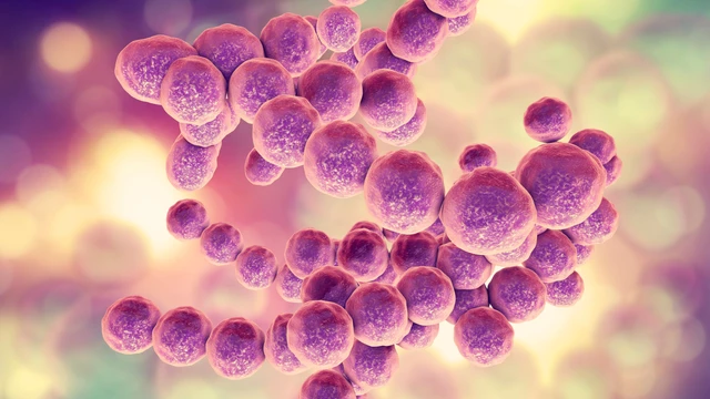 Nguy cơ bị nhiễm liên cầu lợn do ăn tiết canh 0