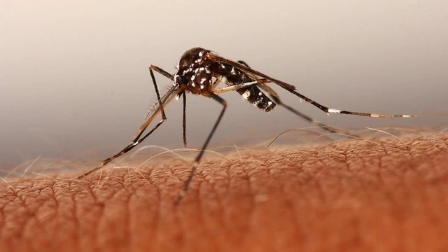 bai-viet/nguyen-nhan-nao-gay-nen-benh-sot-ret.html