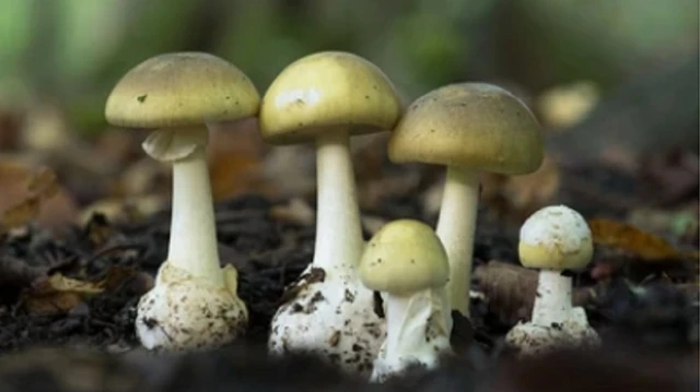 bai-viet/nhiem-doc-amanita-toxin-nguyen-nhan-trieu-chung-va-cach-dieu-tri.html