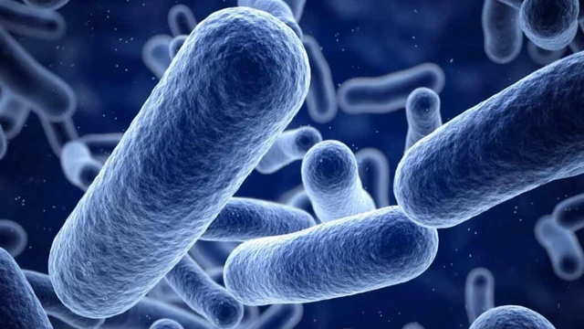 nhi-m-khu-n-listeria-l-g-nguy-n-nh-n-tri-u-ch-ng-v-c-ch-i-u-tr
