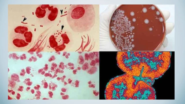 bai-viet/nhiem-virus-hpv-type-59-co-nguy-co-cao-mac-benh-gi.html