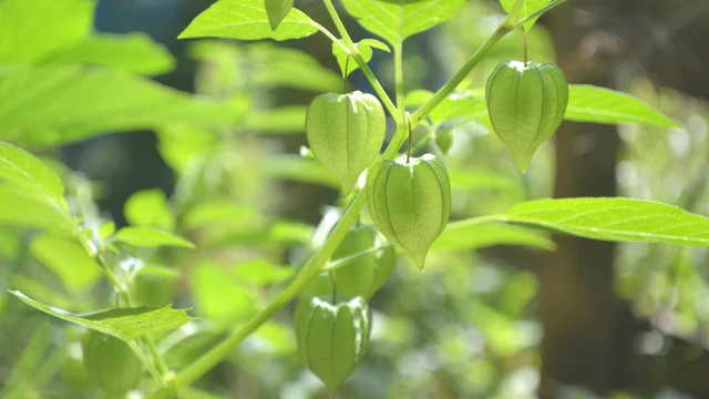 bai-viet/nhung-ai-khong-nen-an-rau-tam-bop-tac-hai-khi-an-sai-cach.html