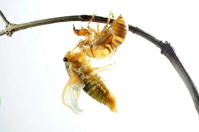 bai-viet/nhung-bai-thuoc-nam-chua-benh-roi-loan-tien-dinh-hieu-qua-40406.html