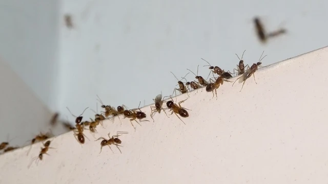 bai-viet/nhung-cach-duoi-kien-ra-khoi-nha-an-toan-va-khong-ton-kem.html