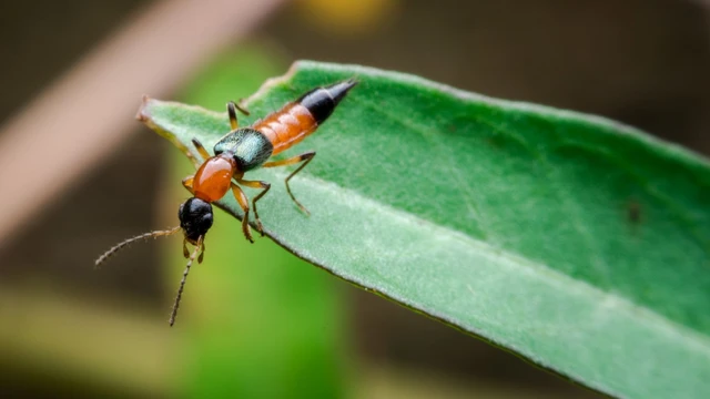 bai-viet/nhung-dieu-can-biet-ve-doc-tinh-kien-ba-khoang.html