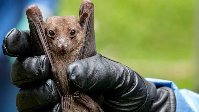 bai-viet/nhung-dieu-nen-biet-ve-sot-xuat-huyet-do-virus-marburg.html