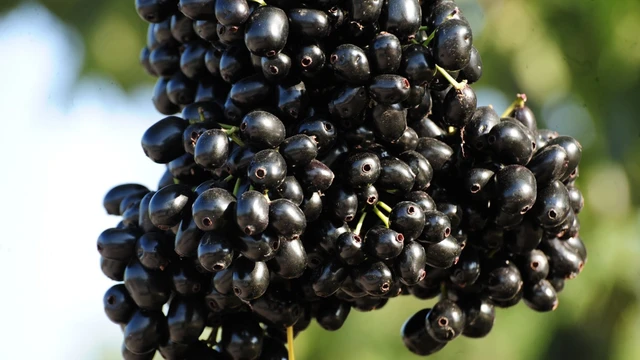 bai-viet/nhung-loi-ich-suc-khoe-tuyet-voi-cua-trai-tram.html