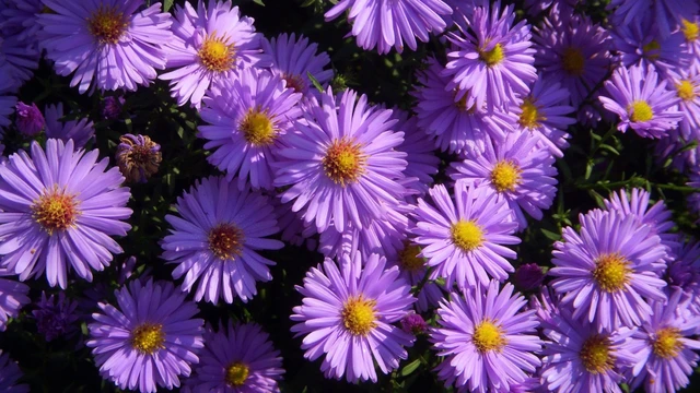 bai-viet/nhung-loi-ich-tuyet-voi-tu-cuc-tim-ban-biet-chua-60098.html