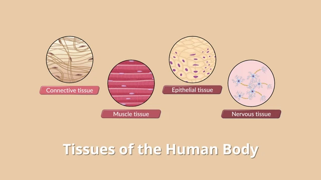 bai-viet/nhung-thong-tin-co-ban-ve-cac-loai-mo-trong-co-the-khong-phai-ai-cung-biet.html