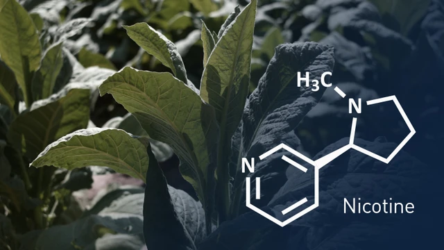 bai-viet/nicotine-trong-thuoc-la-la-chat-gi-vi-sao-gay-nghien-manh-50495.html