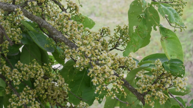 bai-viet/nu-voi-co-tac-dung-gi-doi-voi-suc-khoe-nhung-luu-y-can-biet.html