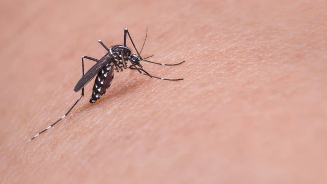 bai-viet/nuoc-bot-cua-muoi-co-the-giup-phat-trien-lieu-phap-dieu-tri-benh-do-vi-rut-arbo.html