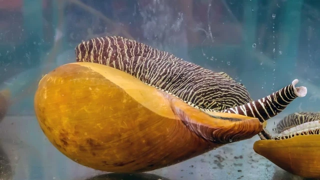 bai-viet/ham-luong-dinh-duong-trong-oc-giac-va-nhung-loi-ich-doi-voi-suc-khoe.html