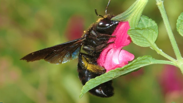 bai-viet/ong-bau-co-doc-khong-cach-xu-ly-khi-bi-dot-an-toan-va-hieu-qua.html