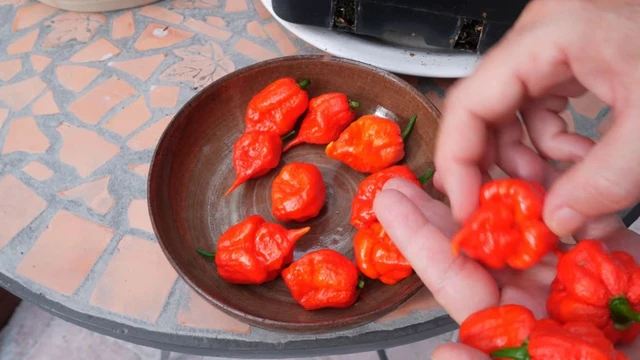 bai-viet/ot-carolina-muc-do-cay-loi-ich-suc-khoe-va-nhung-rui-ro-can-biet.html