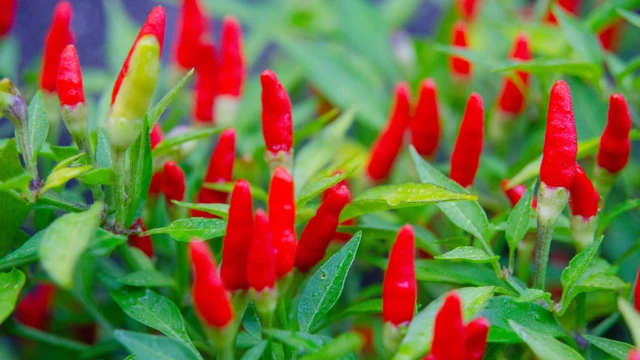 bai-viet/ot-hiem-gia-vi-cay-nong-mang-nhieu-loi-ich-cho-suc-khoe.html