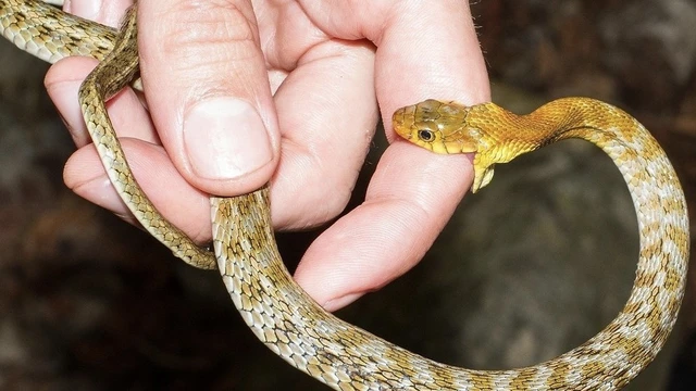 bai-viet/phac-do-dieu-tri-ran-can-bo-y-te-chia-khoa-bao-ve-suc-khoe-cong-dong.html