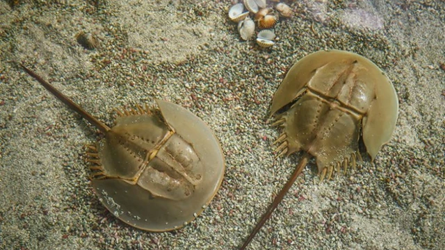 bai-viet/phan-biet-con-sam-va-con-so-can-biet-ro-de-tranh-ngo-doc.html