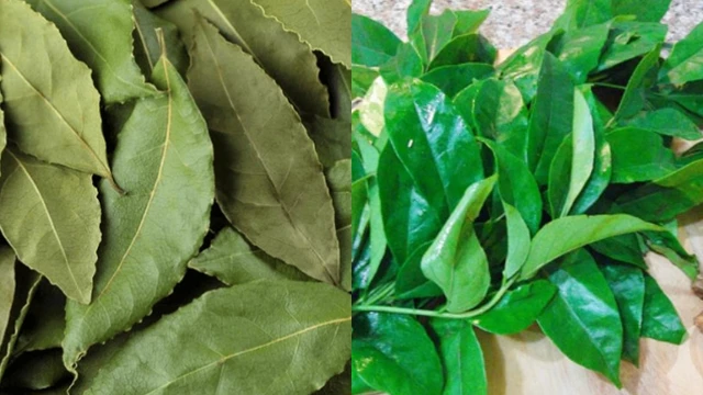 bai-viet/phan-biet-la-ca-ri-va-la-mac-mat-nhu-the-nao.html