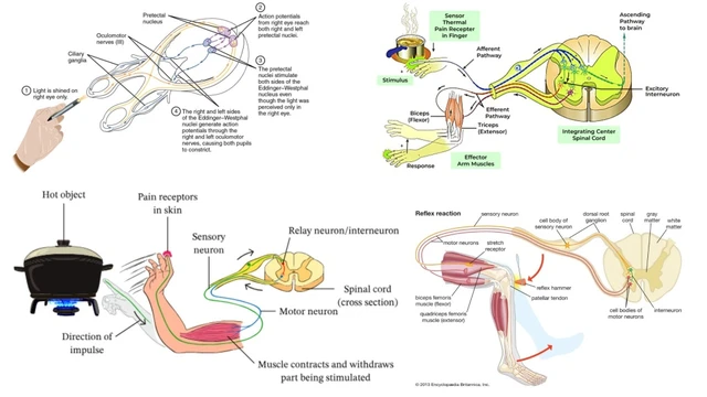 bai-viet/phan-xa-khong-dieu-kien-la-gi-va-tai-sao-no-quan-trong.html
