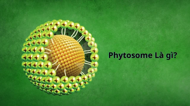 bai-viet/phytosome-la-gi-uu-diem-han-che-va-do-an-toan-cua-phytosome.html