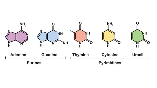 bai-viet/purine-la-gi-co-moi-lien-he-gi-voi-benh-gut.html