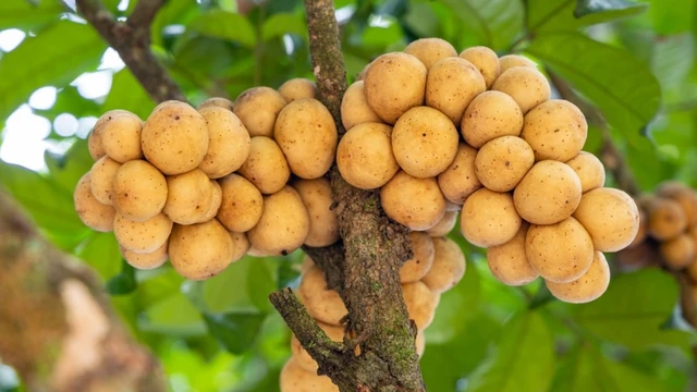 bai-viet/qua-bon-bon-bao-nhieu-calo-loi-ich-cua-qua-bon-bon.html