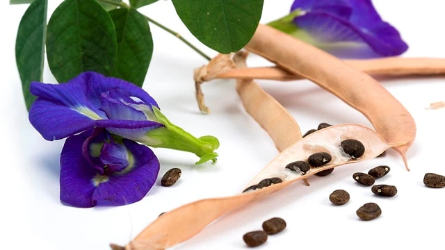 bai-viet/qua-dau-biec-co-tac-dung-gi-cho-suc-khoe-62719.html