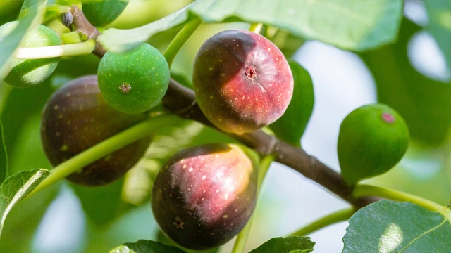 bai-viet/trai-sung-an-song-duoc-khong-cong-dung-it-nguoi-biet-cua-trai-sung.html