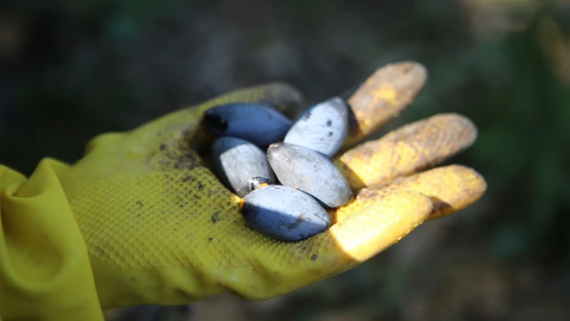 bai-viet/qua-tram-den-la-qua-gi-qua-tram-den-co-tac-dung-gi.html