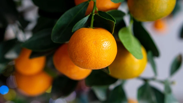 bai-viet/quat-hong-bi-co-tac-dung-gi-nhung-luu-y-khi-su-dung.html