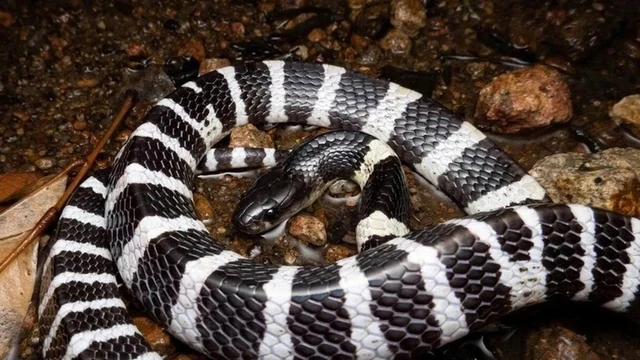 bai-viet/ran-cap-nia-co-doc-khong-nen-lam-gi-khi-bi-can.html