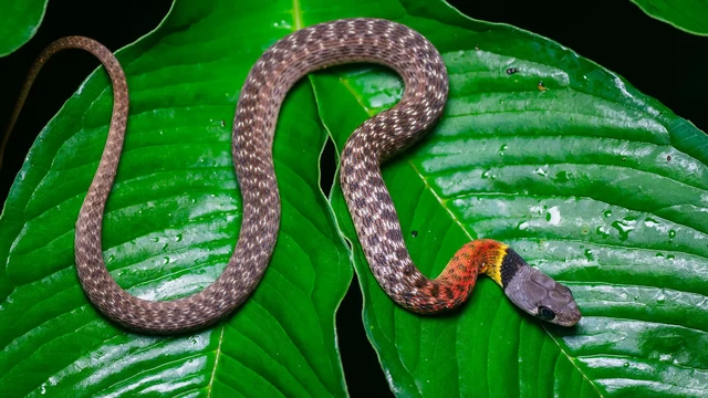 bai-viet/ran-co-do-co-doc-khong-dac-diem-nhan-dang-cua-ran-co-do.html