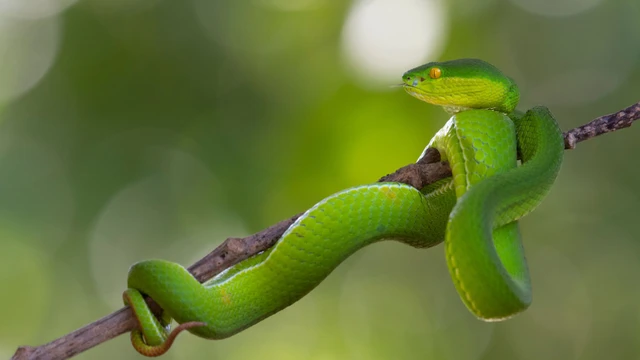 bai-viet/cach-xu-ly-khi-bi-ran-luc-xanh-duoi-do-can.html