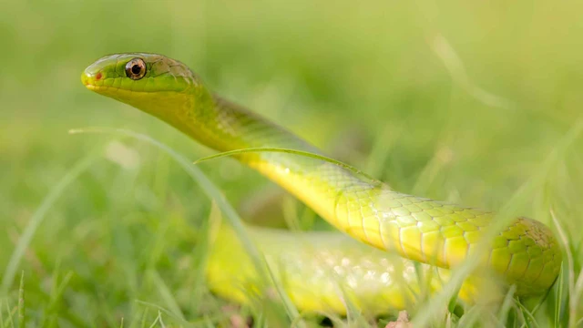 bai-viet/ran-xanh-co-doc-khong-ran-xanh-can-co-sao-khong.html