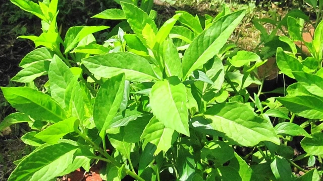 bai-viet/rau-bau-dat-co-tac-dung-gi-doi-voi-suc-khoe.html