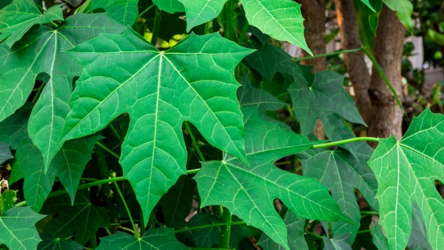 bai-viet/rau-bina-chaya-co-tac-dung-gi-thanh-phan-dinh-duong-cua-rau-bina-chaya-la-gi.html