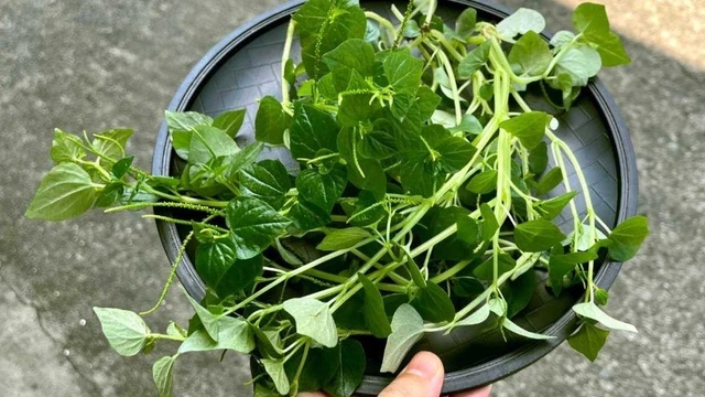 bai-viet/rau-cang-cua-an-song-duoc-khong.html